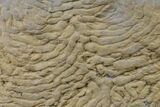 Pennsylvanian, Fossil Microbial Mat - Oklahoma #155984-1